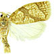 Adoxophyes negundana