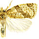Adoxophyes negundana