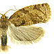 Adoxophyes orana