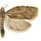 Adoxophyes orana