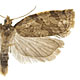 Adoxophyes orana