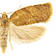 Adoxophyes orana