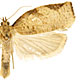 Adoxophyes orana