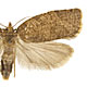 Adoxophyes orana