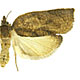 Amorbia emigratella