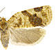 Archips argyrospila