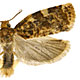 Archips argyrospila