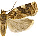 Archips argyrospila