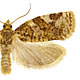Archips argyrospila