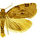 Archips cerasivorana