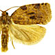 Archips cerasivorana