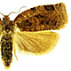 Archips cerasivorana