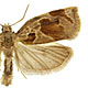 Archips crataegana