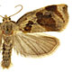 Archips crataegana