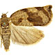 Archips crataegana
