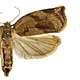 Archips crataegana