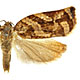Archips fuscocupreanus
