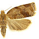 Archips fuscocupreanus
