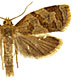 Archips fuscocupreanus