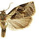 Archips grisea