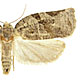 Archips grisea