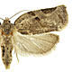 Archips grisea