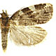 Archips mortuana