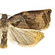 Archips podana