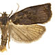 Archips podana