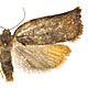 Archips podana
