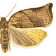 Archips podana