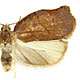 Archips purpurana