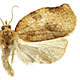 Archips purpurana