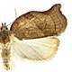 Archips purpurana