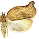 Archips purpurana