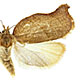 Archips purpurana