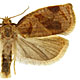 Archips rosana