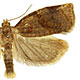 Archips rosana