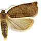 Archips rosana