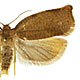 Archips rosana