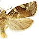 Archips semiferanus