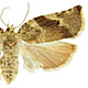 Archips semiferanus