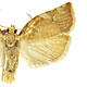 Archips semiferanus