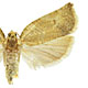 Archips semiferanus