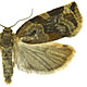Archips xylosteana