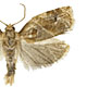 Archips xylosteana