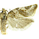 Argyrotaenia franciscana