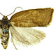 Argyrotaenia franciscana