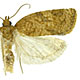 Argyrotaenia franciscana