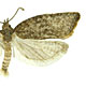 Argyrotaenia franciscana